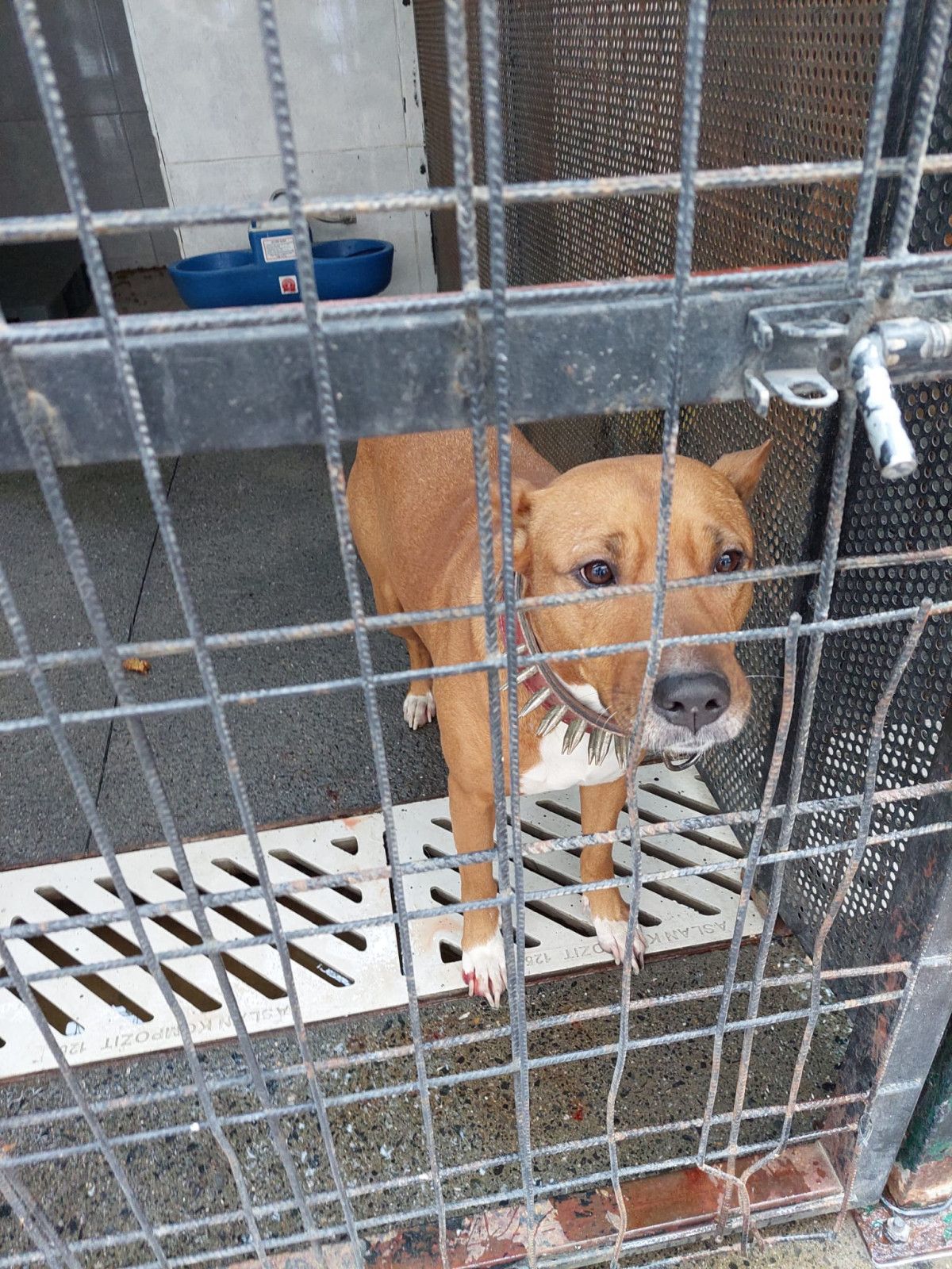 Güngören'de gence saldıran pitbull barınağa teslim edildi