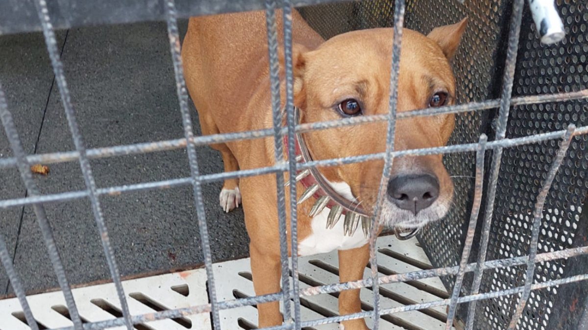 Güngören&#039;de gence saldıran pitbull barınağa teslim edildi