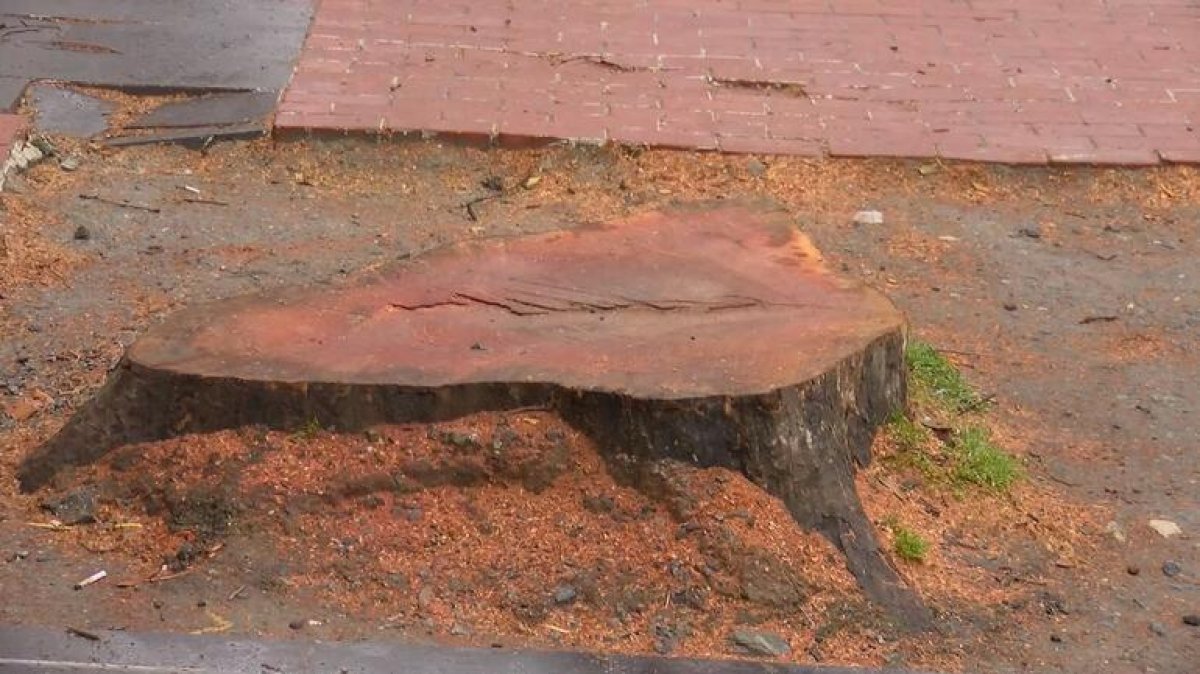 İBB'nin kestiği 112 anıt çınar kurtarılabilirdi