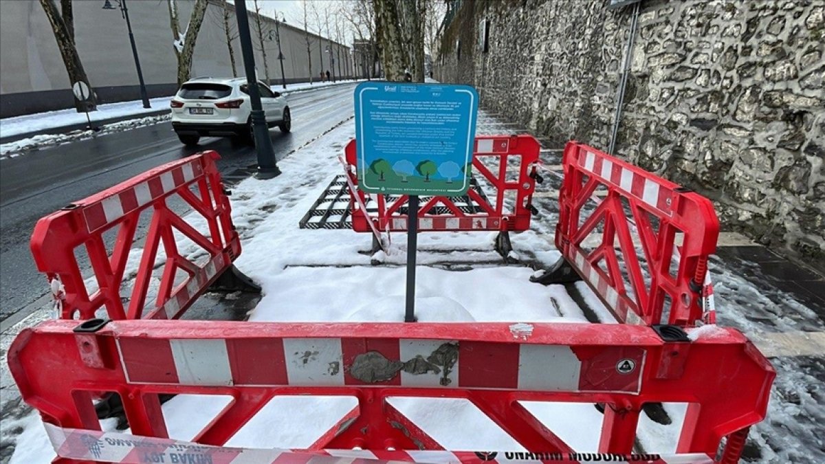 İBB'nin kestiği 112 anıt çınar kurtarılabilirdi