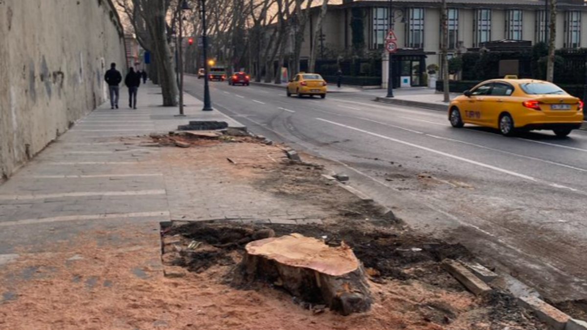 İBB'nin kestiği 112 anıt çınar kurtarılabilirdi