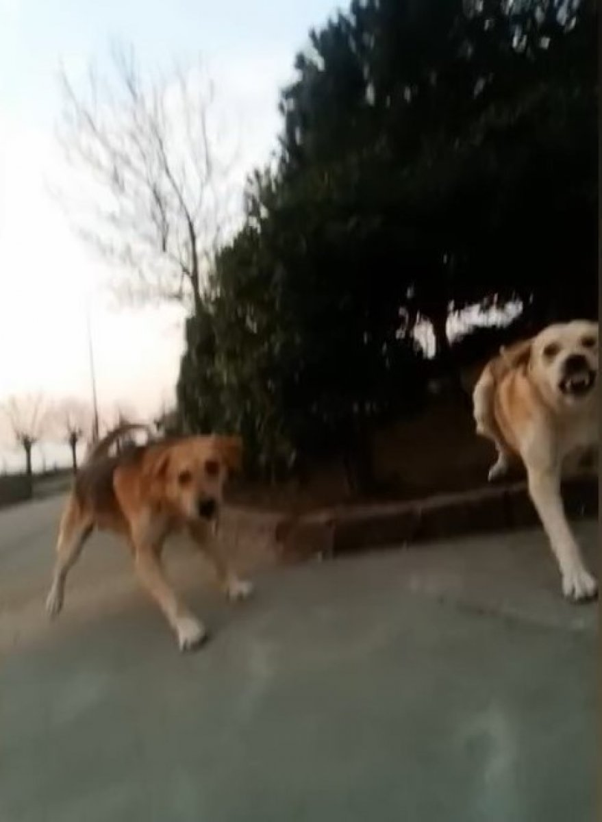 Kocaeli'de başıboş köpekler üniversiteli kıza saldırdı