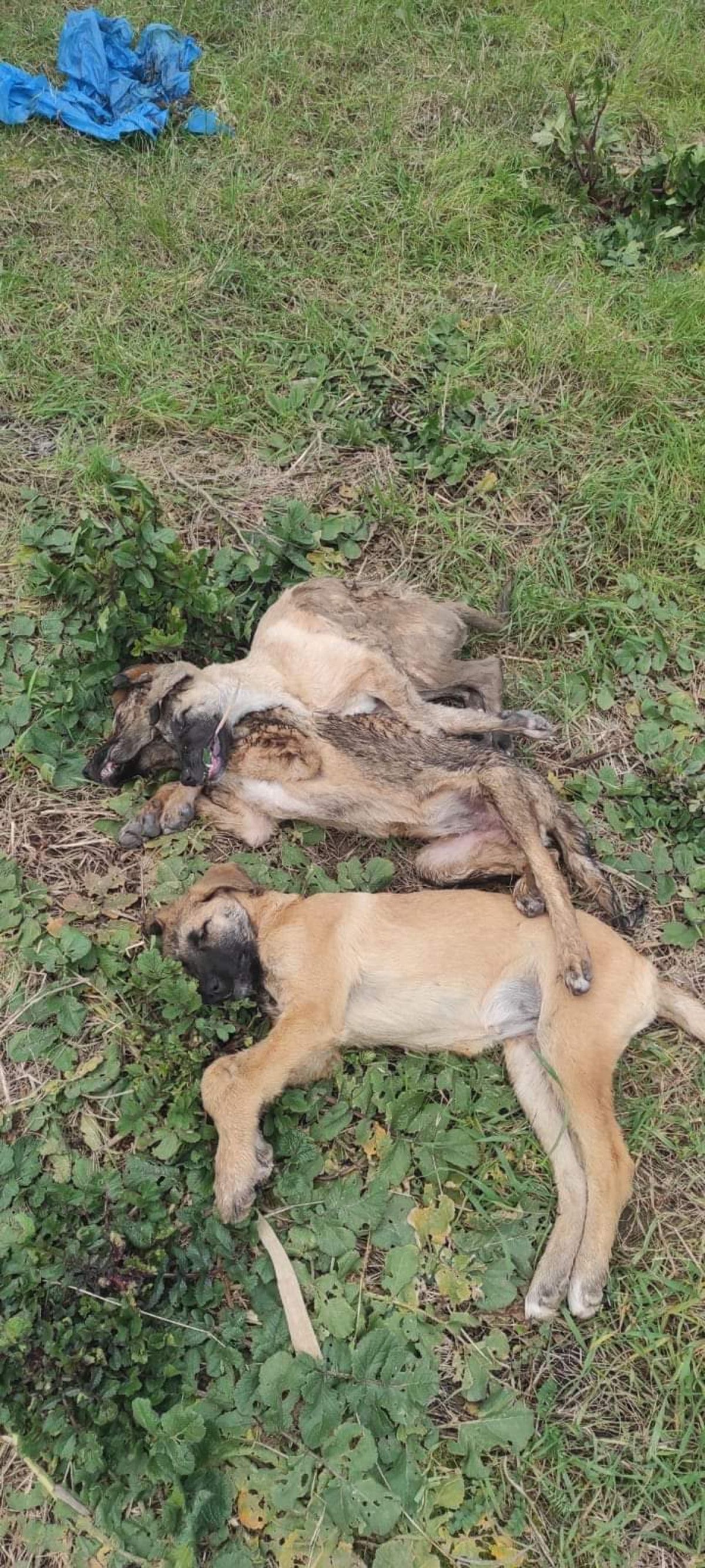 Kocaeli'de tavuk yiyerek ölen 5 köpek için soruşturma açıldı