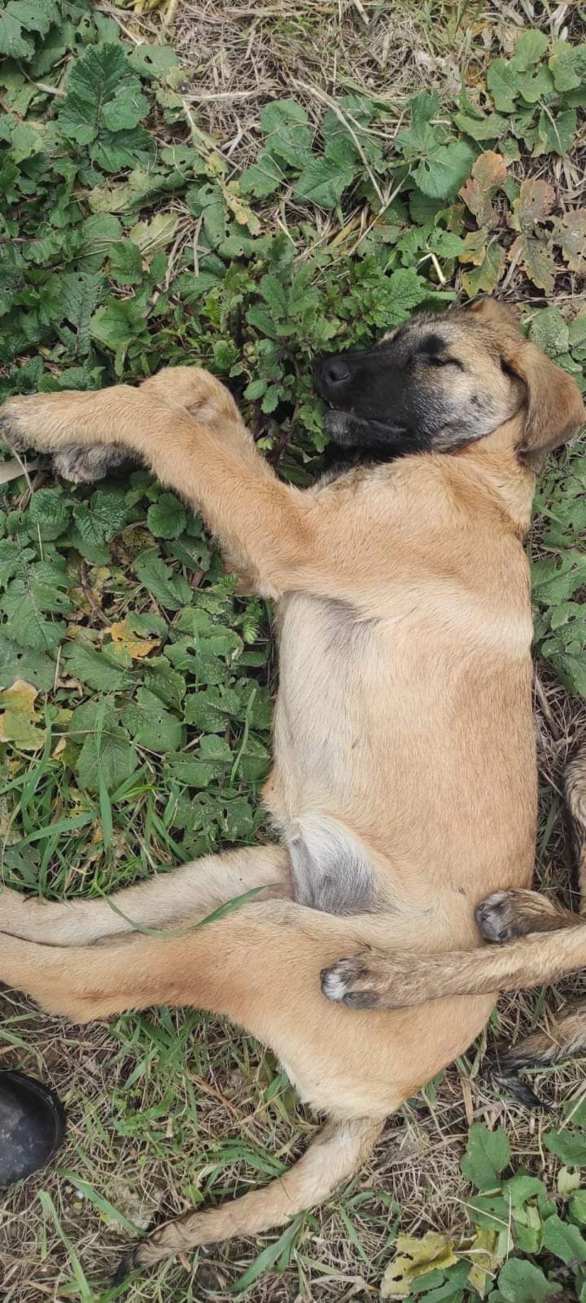 Kocaeli'de tavuk yiyerek ölen 5 köpek için soruşturma açıldı