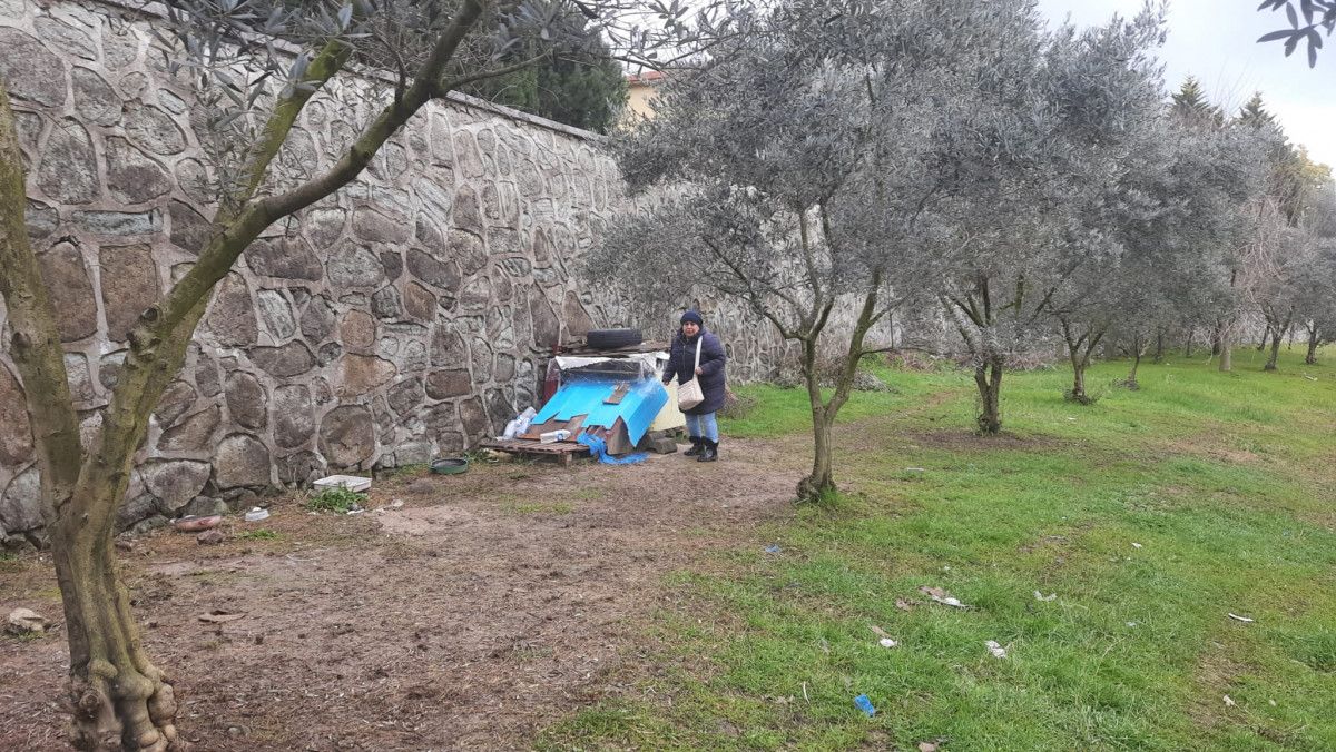 Kocaeli'de tavuk yiyerek ölen 5 köpek için soruşturma açıldı