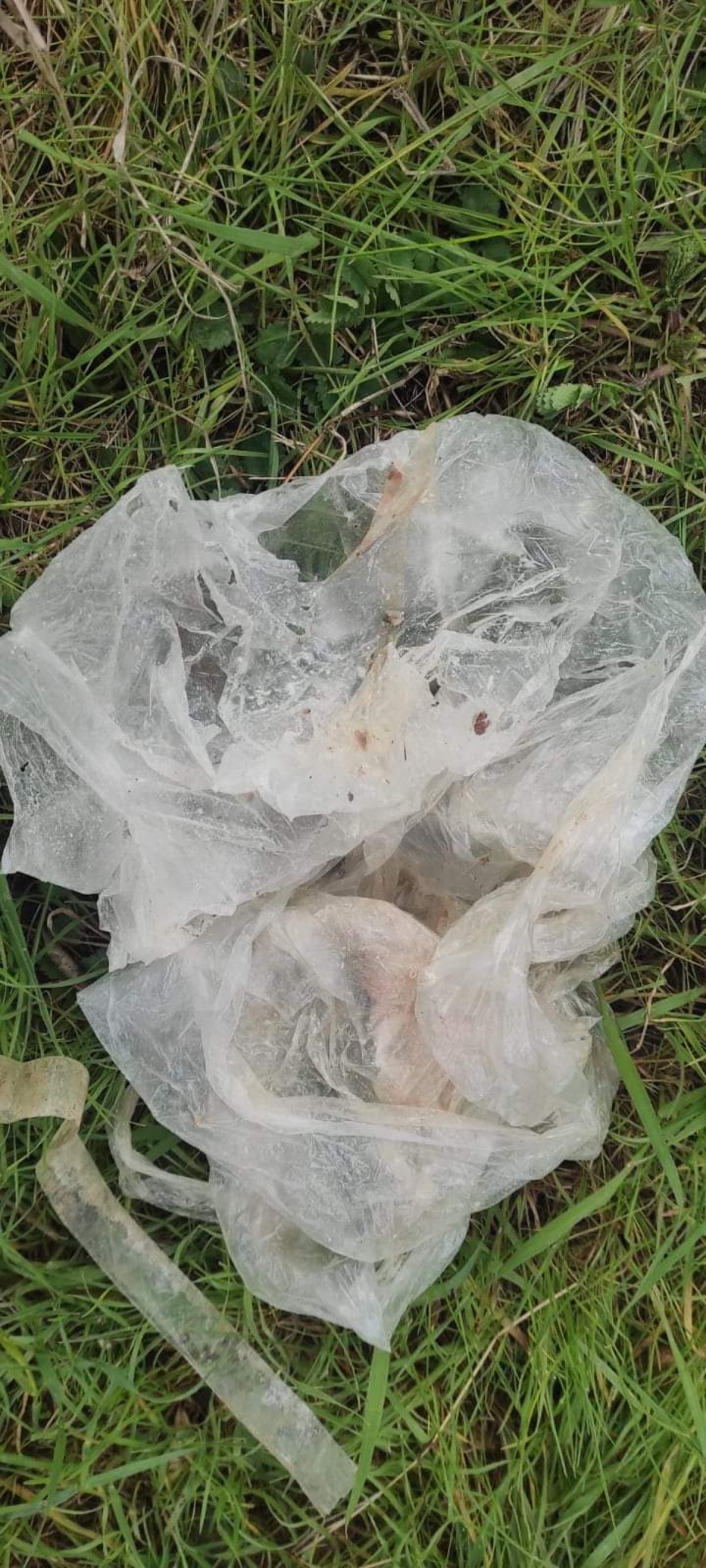 Kocaeli'de tavuk yiyerek ölen 5 köpek için soruşturma açıldı