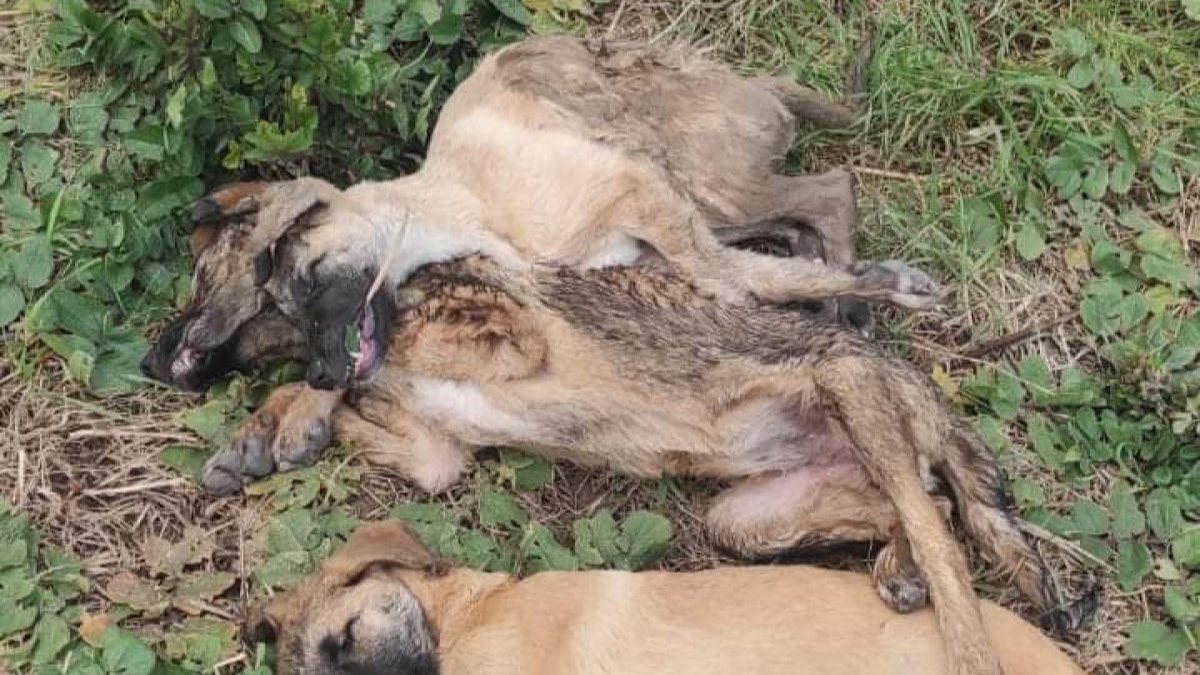 Kocaeli&#039;de tavuk yiyerek ölen 5 köpek için soruşturma açıldı