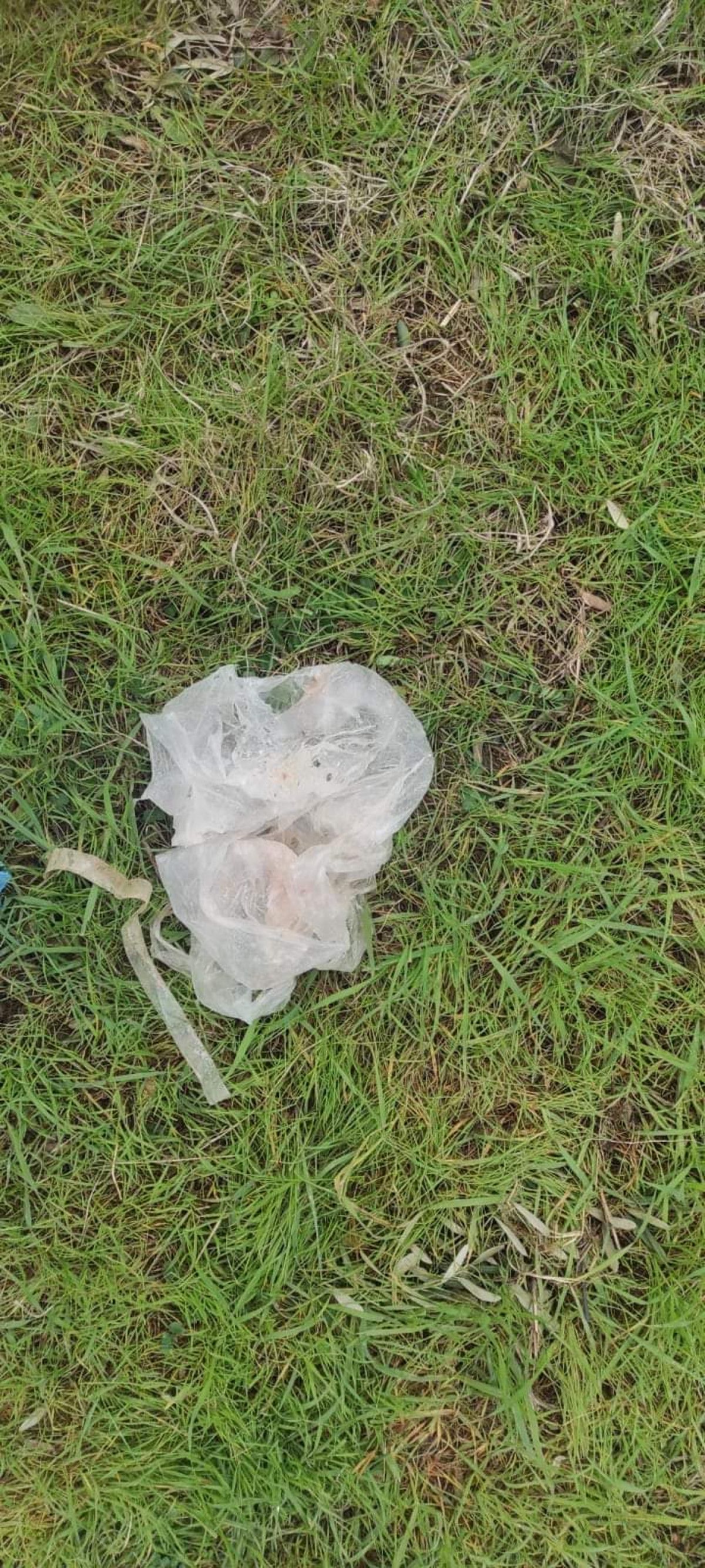 Kocaeli'de tavuk yiyerek ölen 5 köpek için soruşturma açıldı