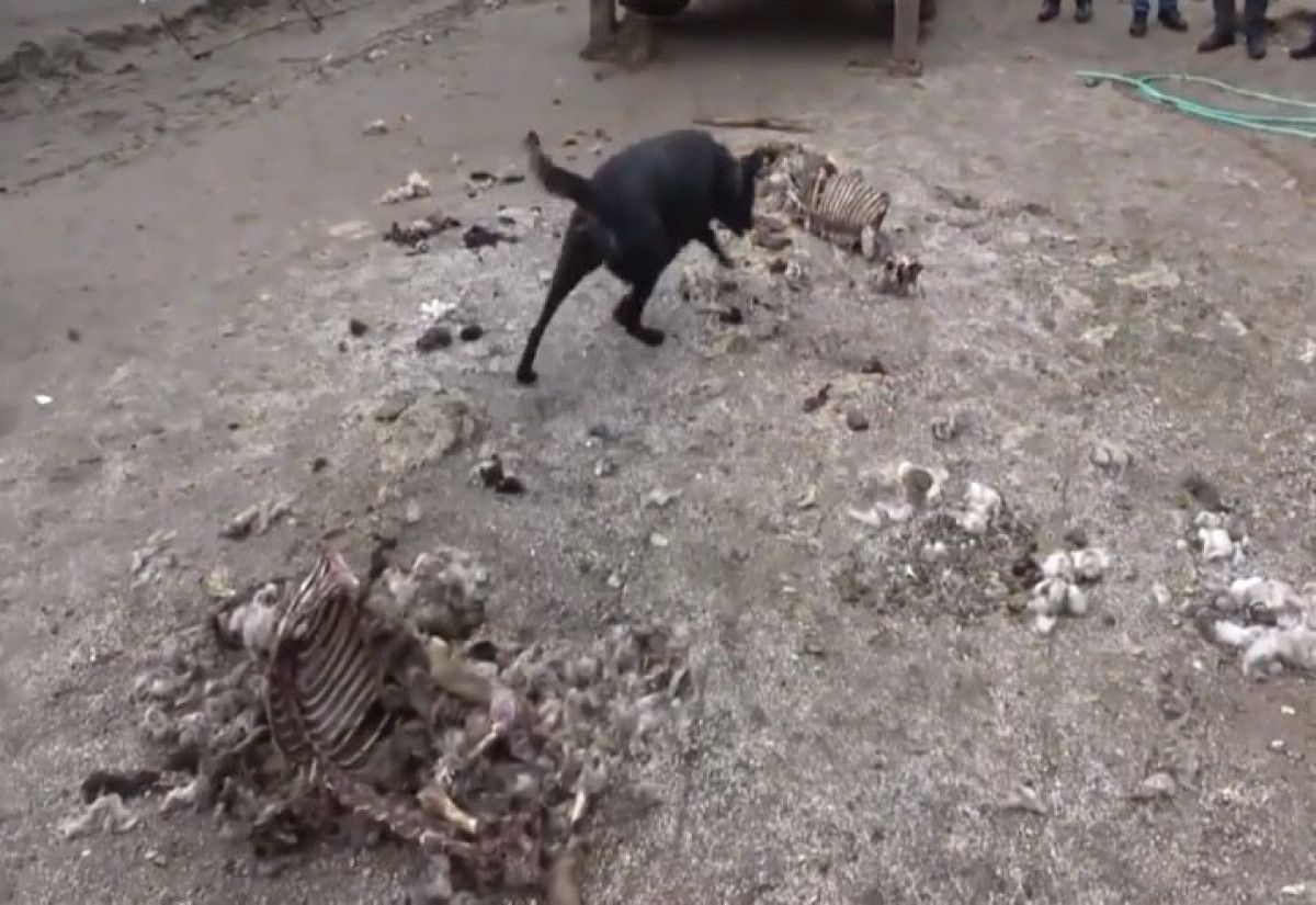 Sivas'ta akraba cinayeti: Öldürüp ahıra gömdüler