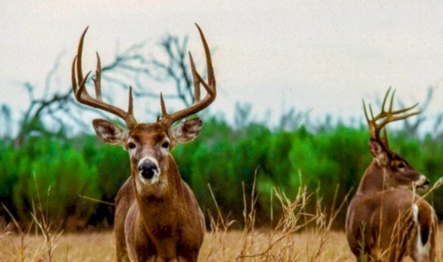 DSÖ: Koronavirüs hayvanlarda yayıldığı takdirde yeni varyantlar türeyebilir