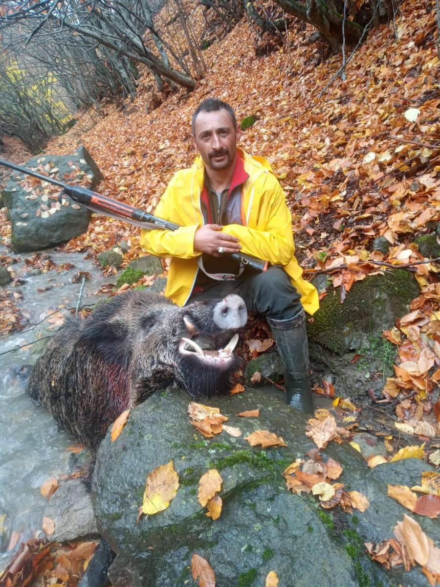 Tokat'ta domuz saldırısına uğradı