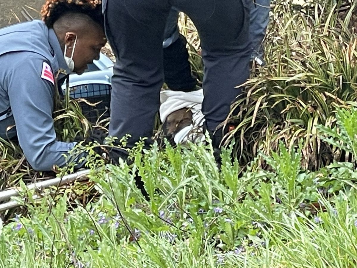 ABD senatosunda 9 kişiyi ısıran kuduz tilki uyutuldu