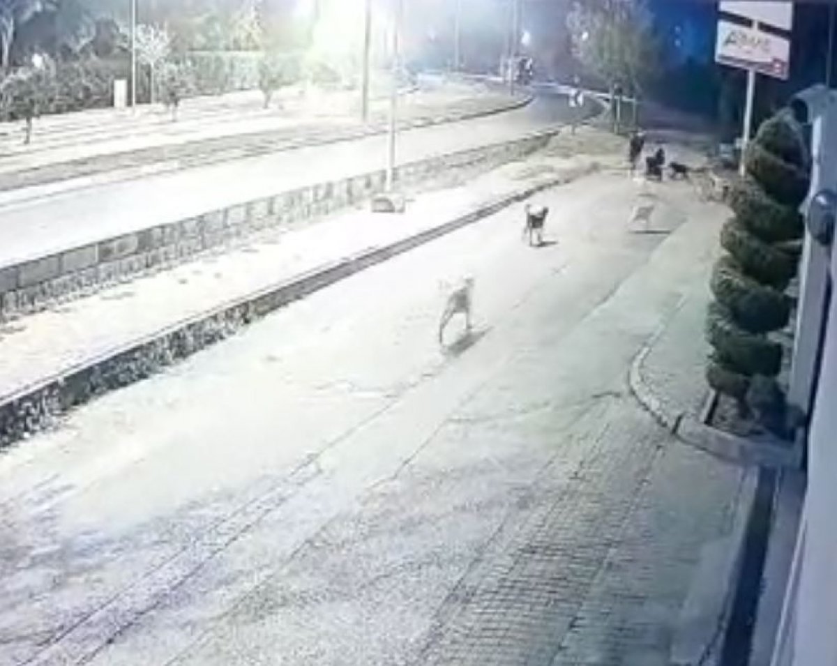 Antalya'da köpek sürüsü, yoldan geçenlere saldırarak yaraladı