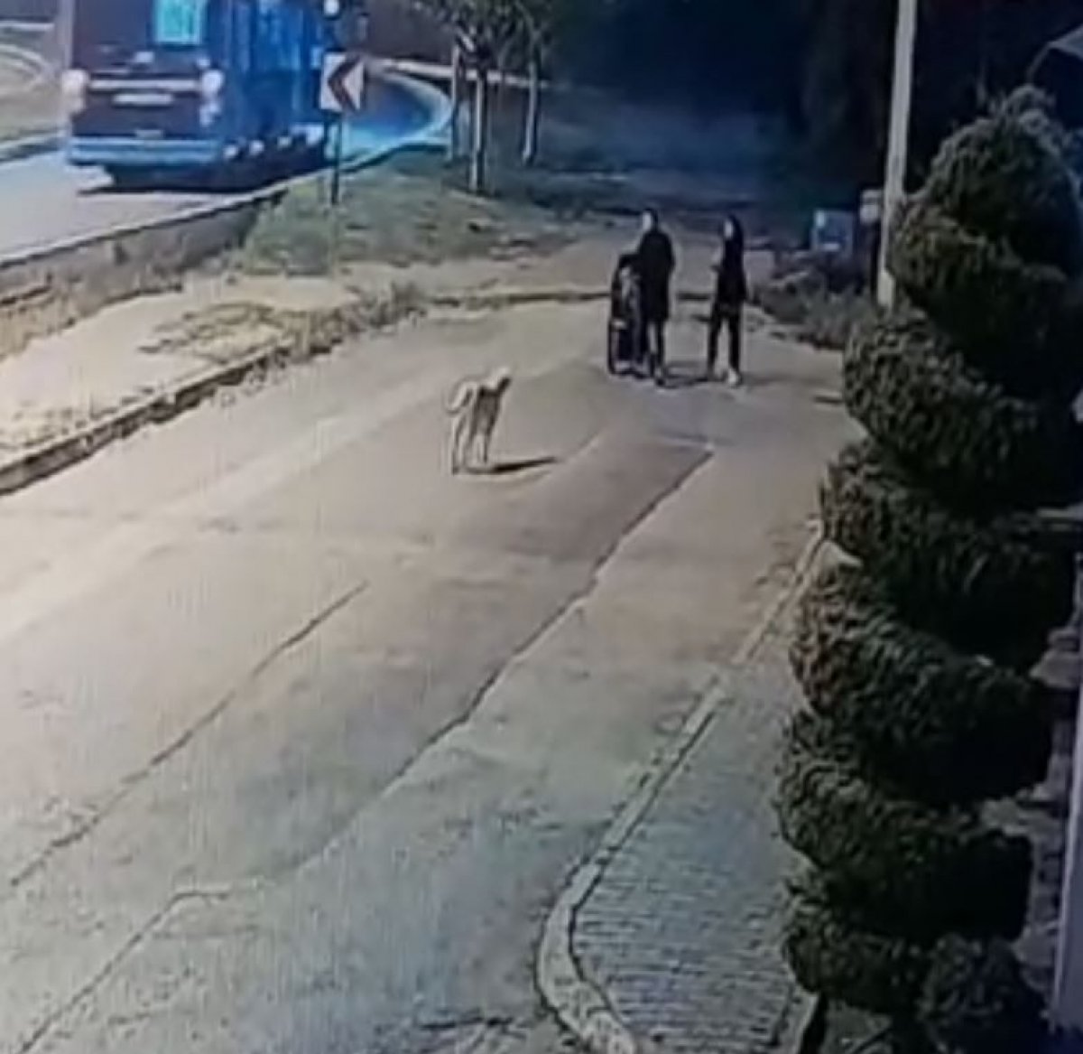 Antalya'da köpek sürüsü, yoldan geçenlere saldırarak yaraladı