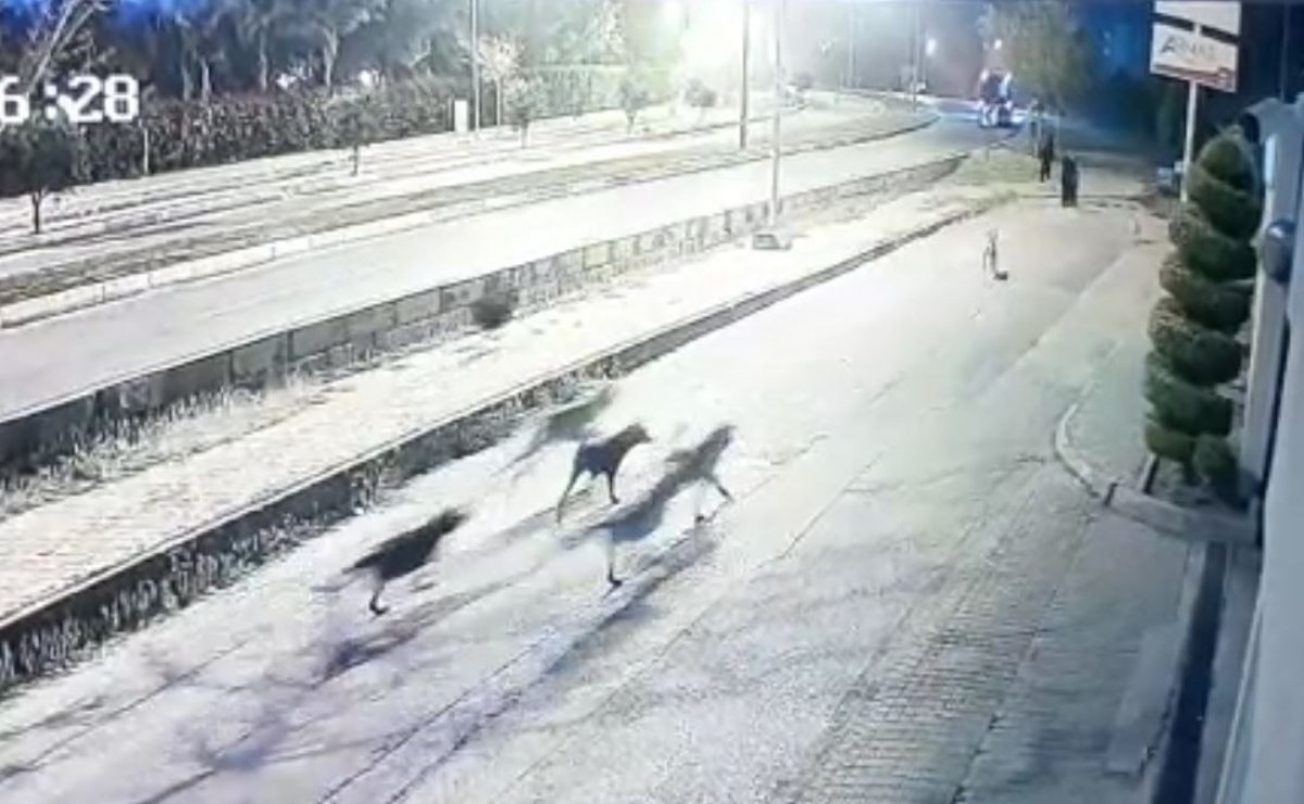 Antalya'da köpek sürüsü, yoldan geçenlere saldırarak yaraladı