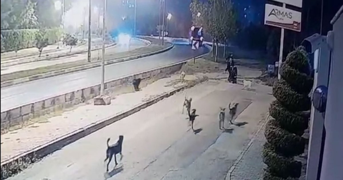 Antalya'da köpek sürüsü, yoldan geçenlere saldırarak yaraladı
