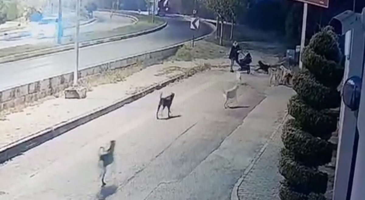 Antalya'da köpek sürüsü, yoldan geçenlere saldırarak yaraladı