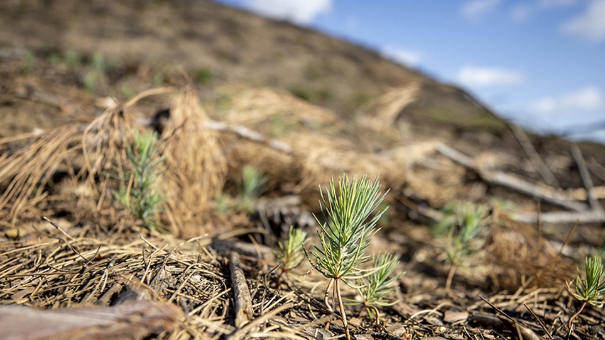 Antalya'da yanan ormanlar yeşeriyor