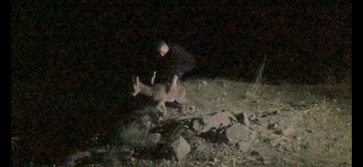 Artvin’de karaca ile birlikte 10 metre yükseklikten düştü