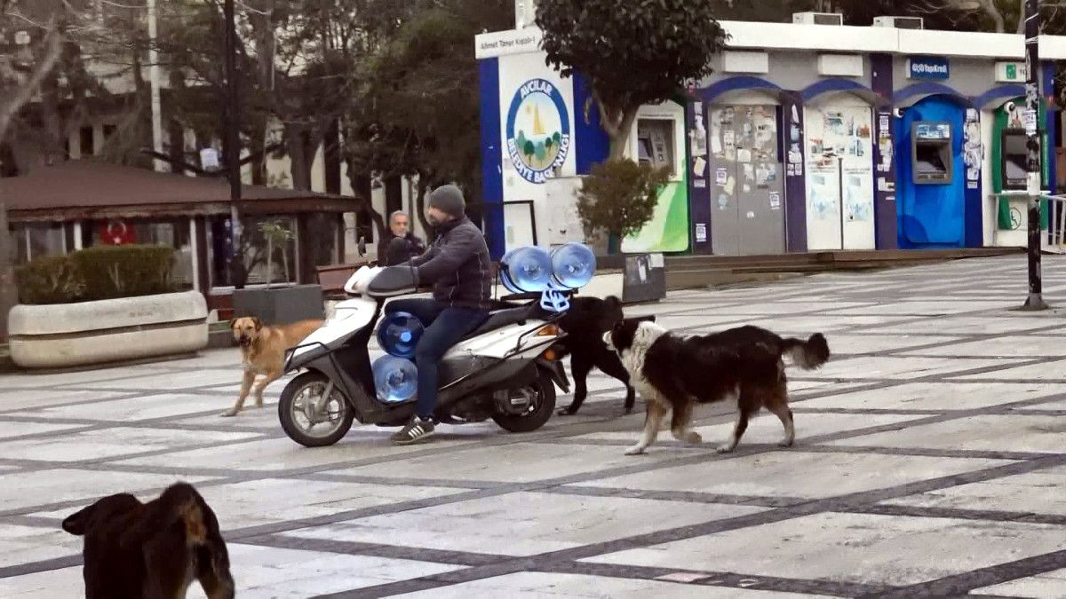 Avcılar'da köpekler, motosiklet ve çekçek sürücülerine saldırıyor