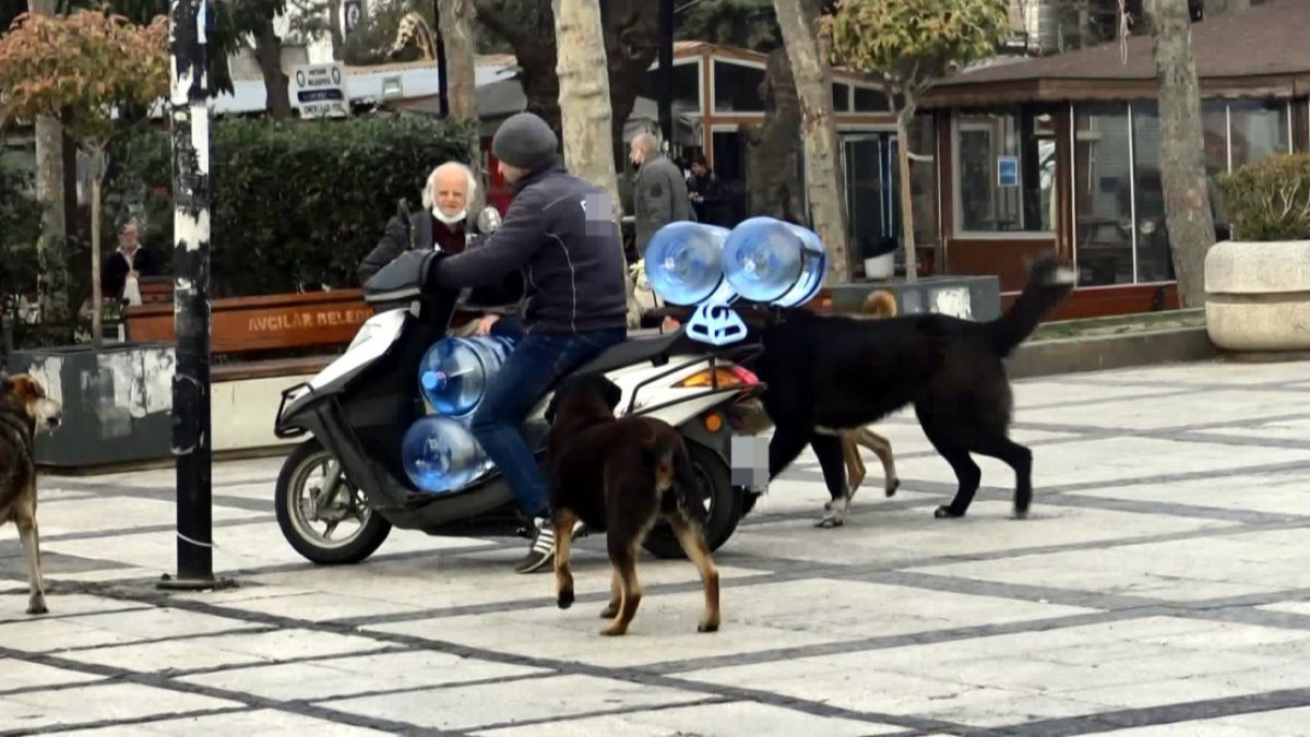 Avcılar'da köpekler, motosiklet ve çekçek sürücülerine saldırıyor