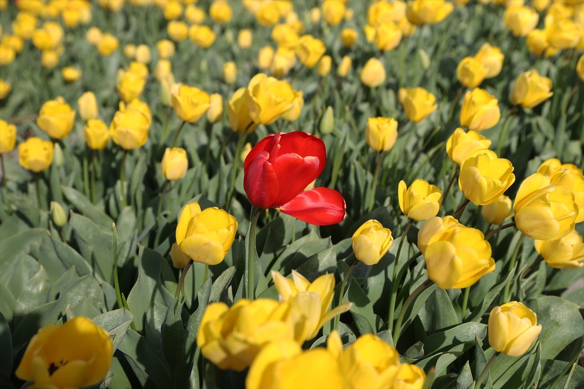 Hollanda'da lale tarlaları görüntülendi