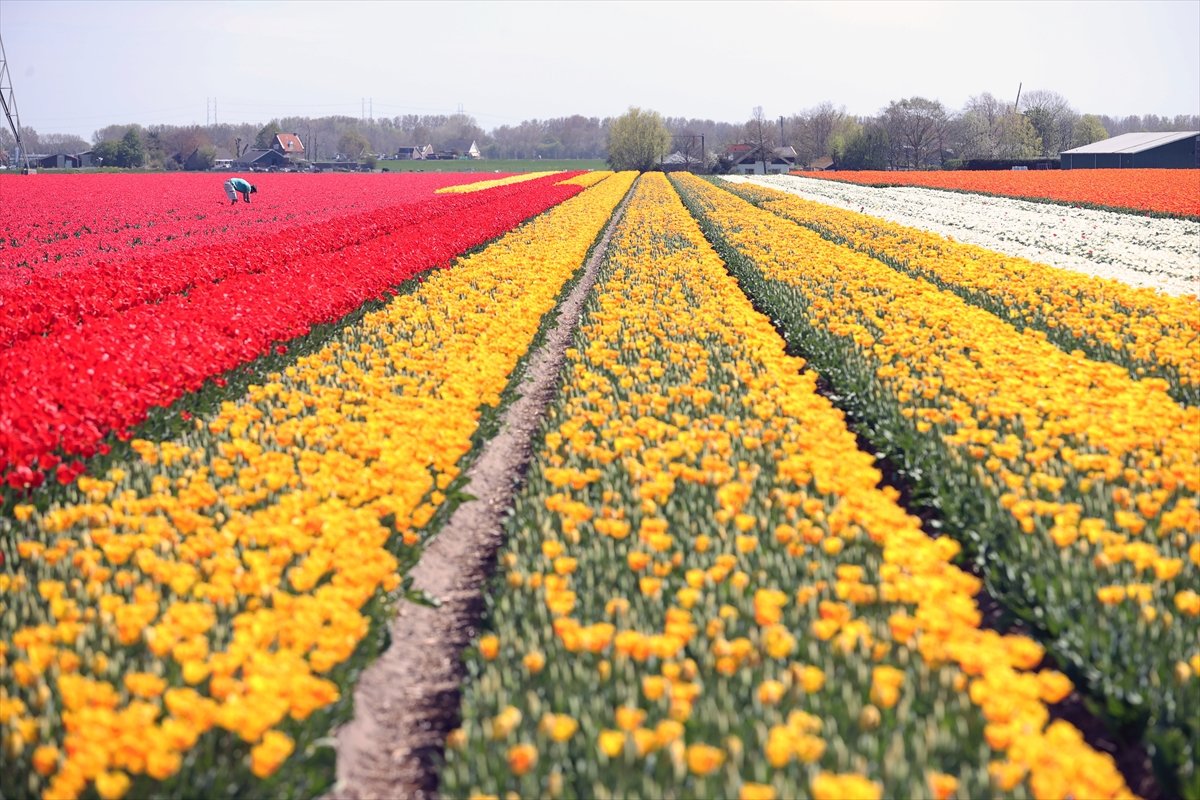 Hollanda'da lale tarlaları görüntülendi