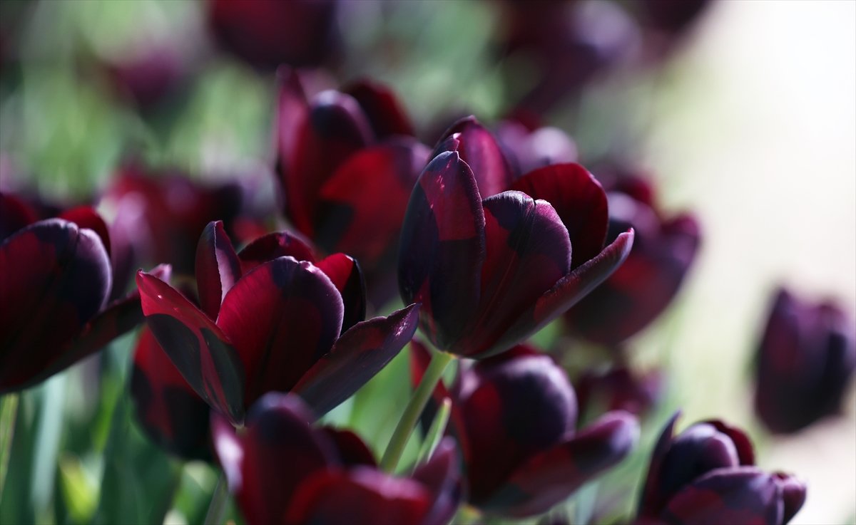 Hollanda'da lale tarlaları görüntülendi