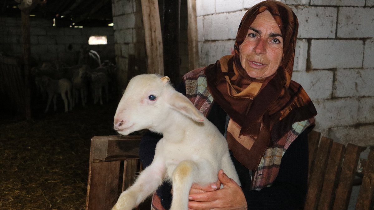 Kırklareli&#039;nde kurt, koyunları telef etti: Yol boyu ölülerini gördüm