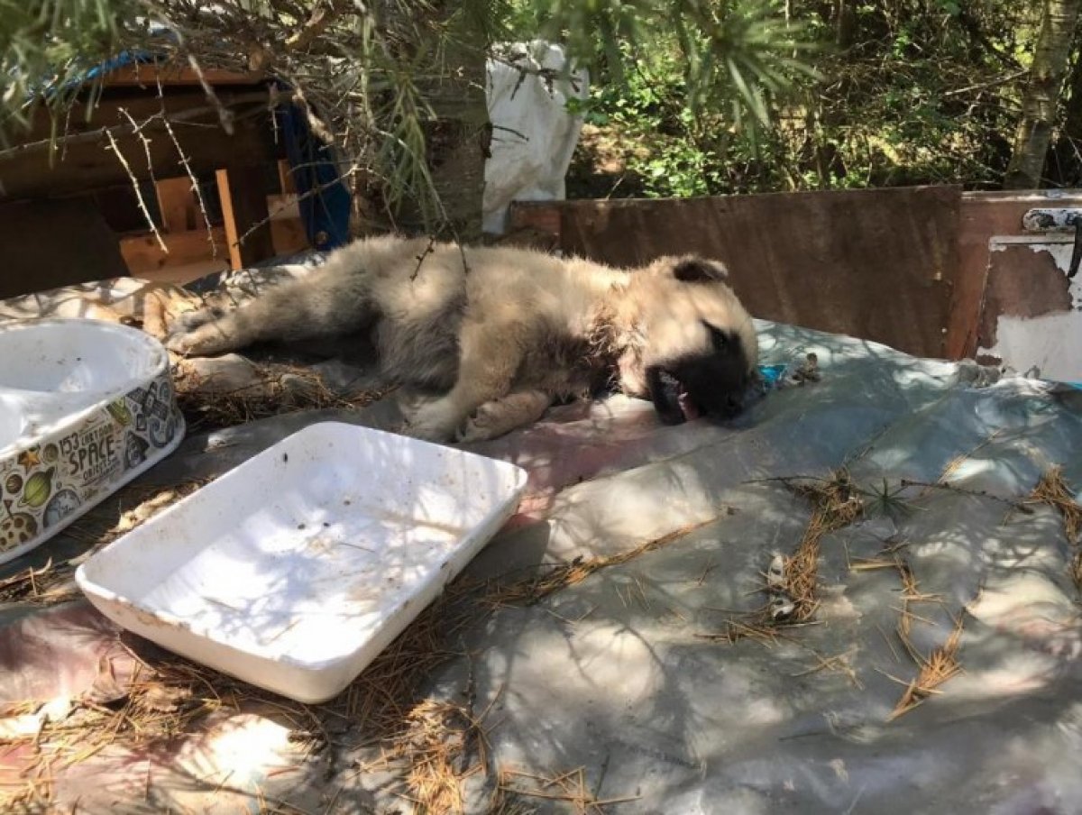 Kocaeli'de ormanlık alana atılan köpekler telef oldu