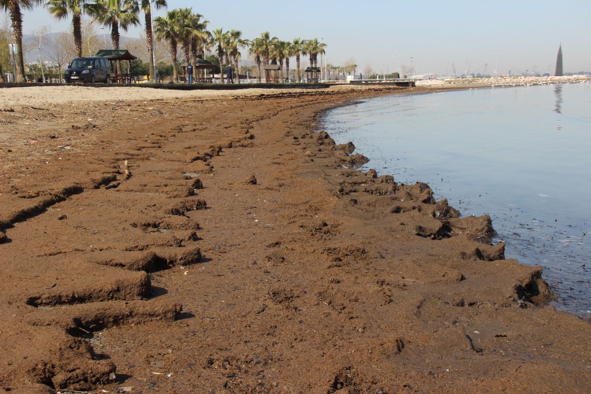 Kocaeli'de tonlarca hayvan dışkısı sahile vurdu