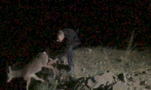 Artvin’de karaca ile birlikte 10 metre yükseklikten düştü