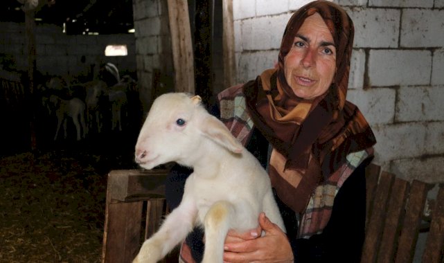 Kırklareli'nde kurt, koyunları telef etti: Yol boyu ölülerini gördüm