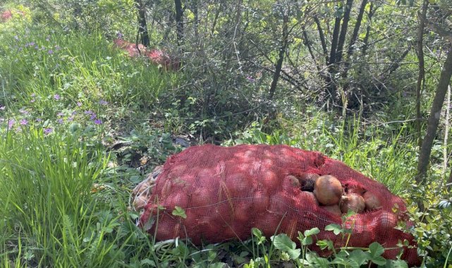 Pendik'te, ormanlık alanda çuval çuval soğan bulundu