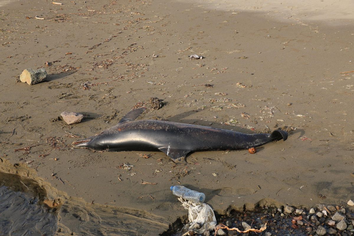 Trabzon'da 2 ölü yunus daha karaya vurdu