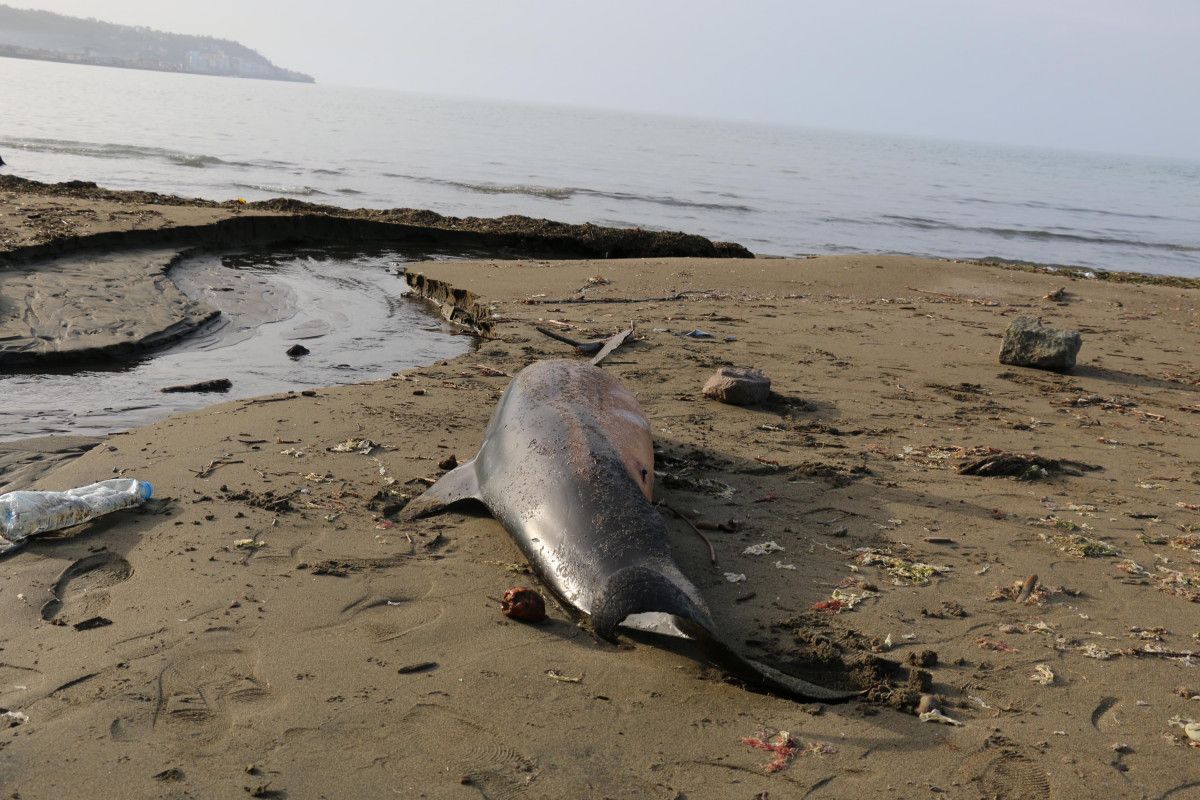 Trabzon'da 2 ölü yunus daha karaya vurdu
