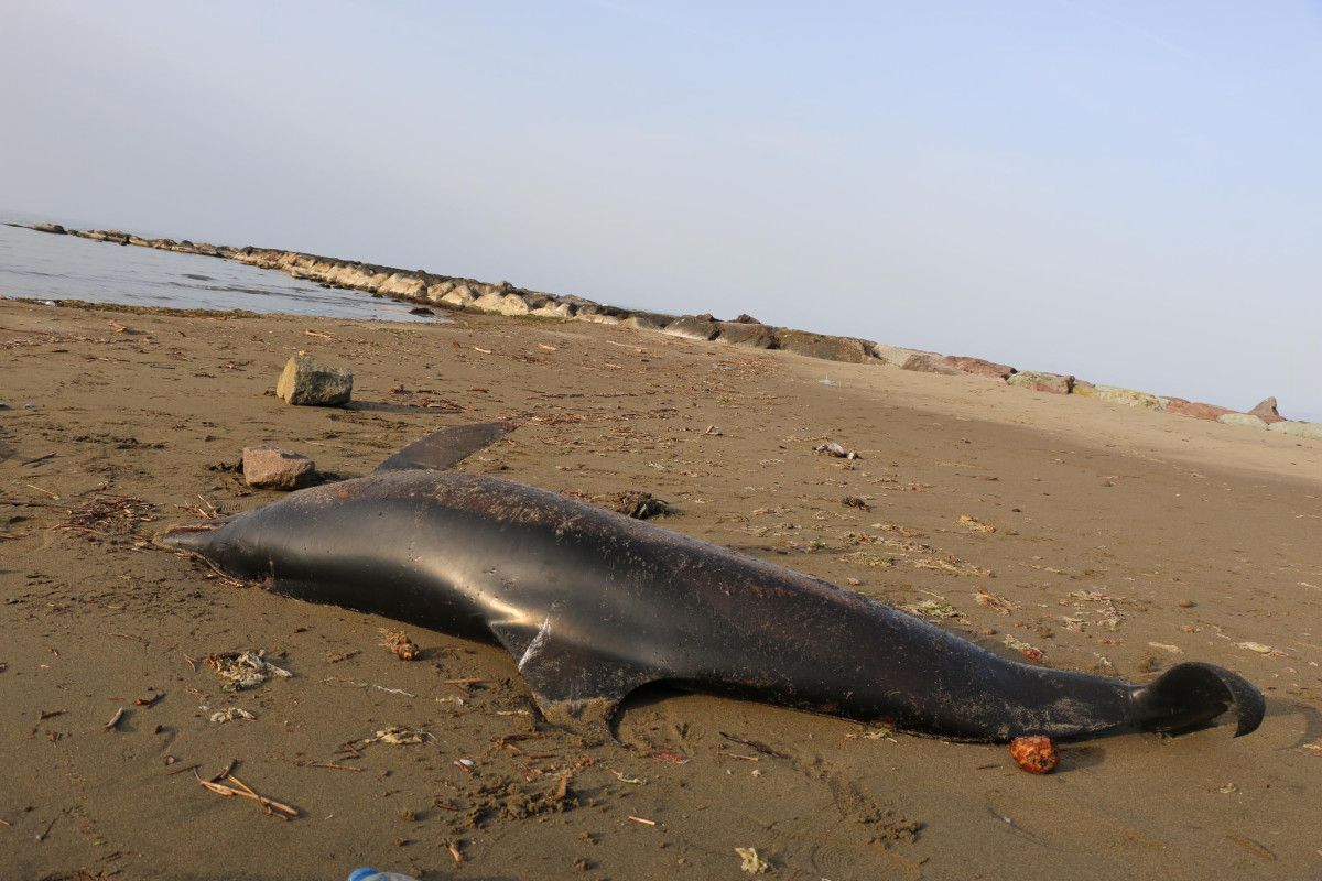 Trabzon'da 2 ölü yunus daha karaya vurdu