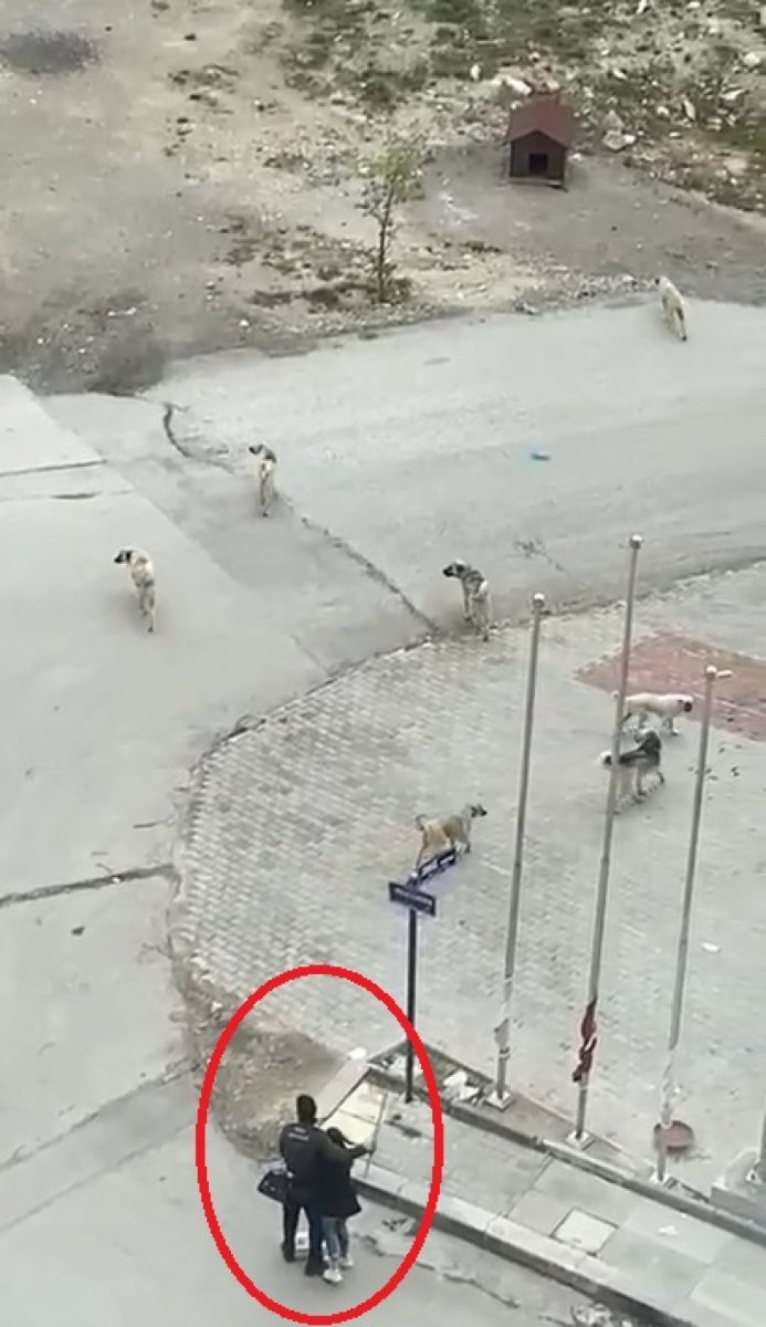 Ankara’daki mahallede 1 ayda 11 köpek saldırısı