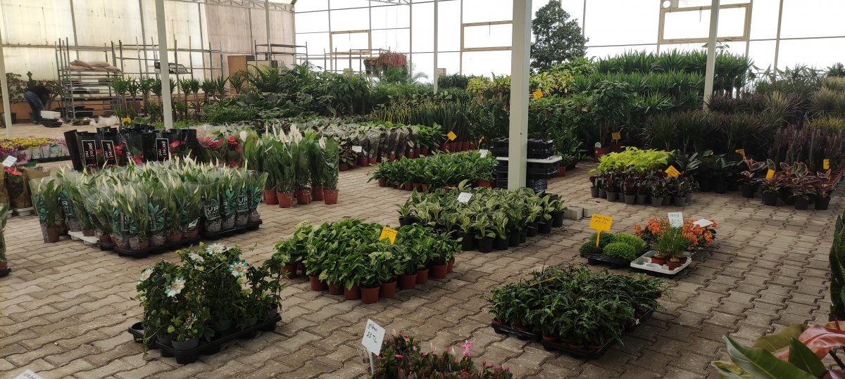 Bursalı çiçekçinin yurt dışından getirdiği bitkiye rağbet var