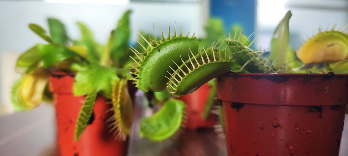 Bursalı çiçekçinin yurt dışından getirdiği bitkiye rağbet var