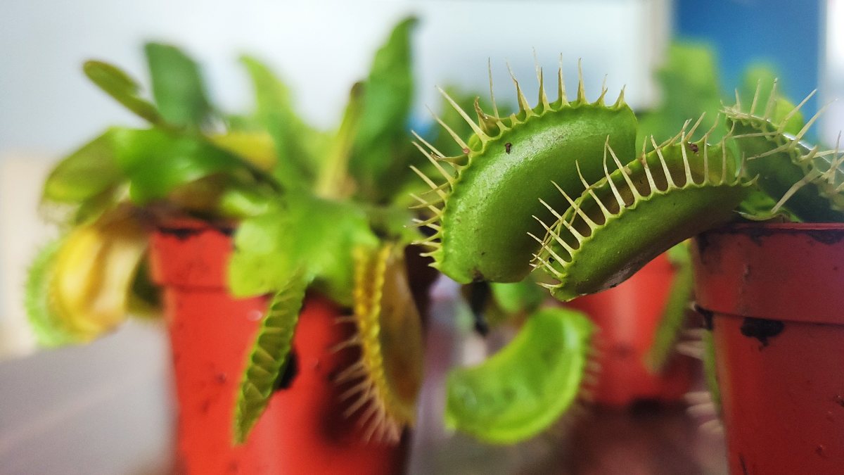 Bursalı çiçekçinin yurt dışından getirdiği bitkiye rağbet var