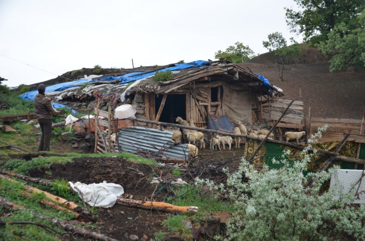 Çorum'da köye inen kurt sürüsü 24 hayvanı telef etti