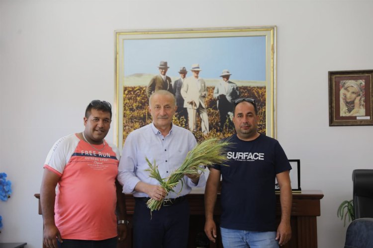 Didim Belediyesi&#039;nin ektiği buğdaylar hasada gün sayıyor
