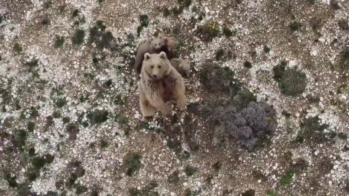 Erzincan'da köye inen ayıları drone ile uzaklaştırdı