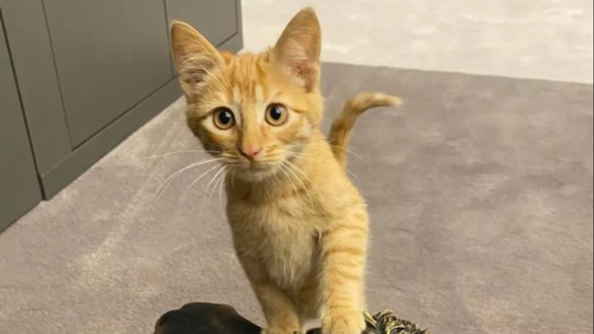 Galatasaray'da totem tutmayınca Simba kovuldu