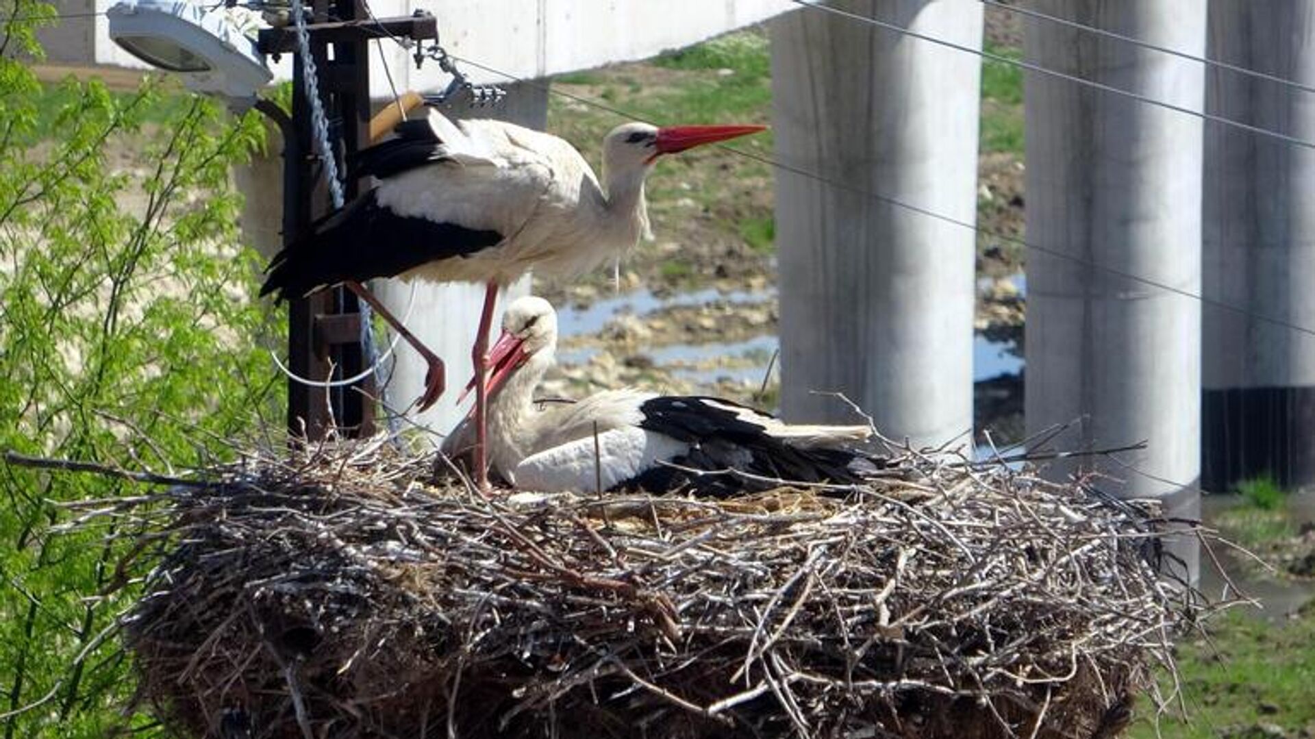 'İsmayıl' ve 'Fatme' 10 yıldır aynı okulun girişindeki elektrik direğine yuva kuruyor