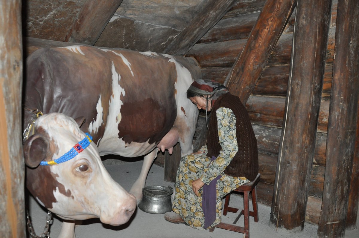 Kars'taki 'Peynir Müzesi'ne ziyaretçi akını