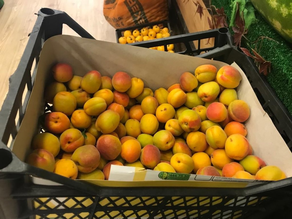 Kayısı tezgahta yerini aldı: Kilosu 50 TL