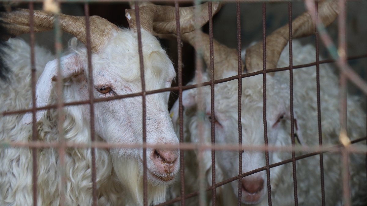 Kurbanlık seçerken nelere dikkat edilmeli?