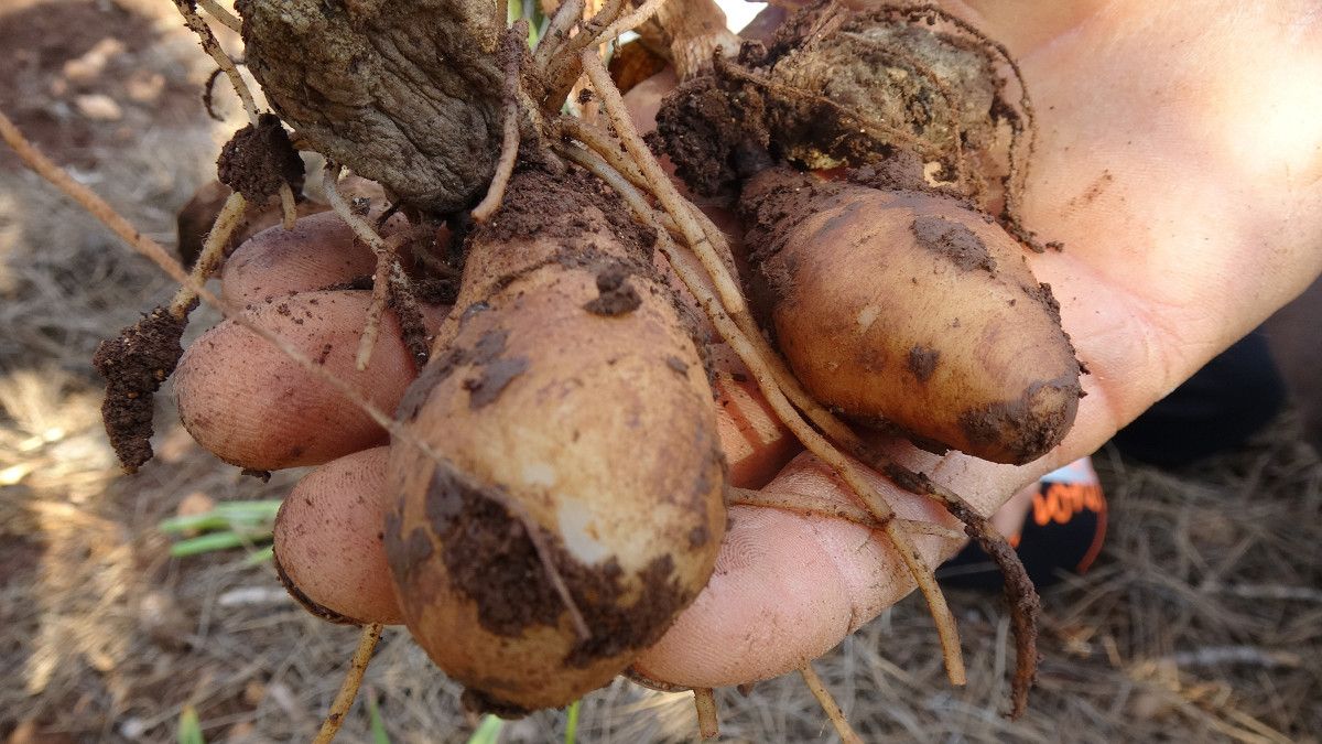 Mersin'de hasat edilen salebin kilosu 300 TL'den satılıyor
